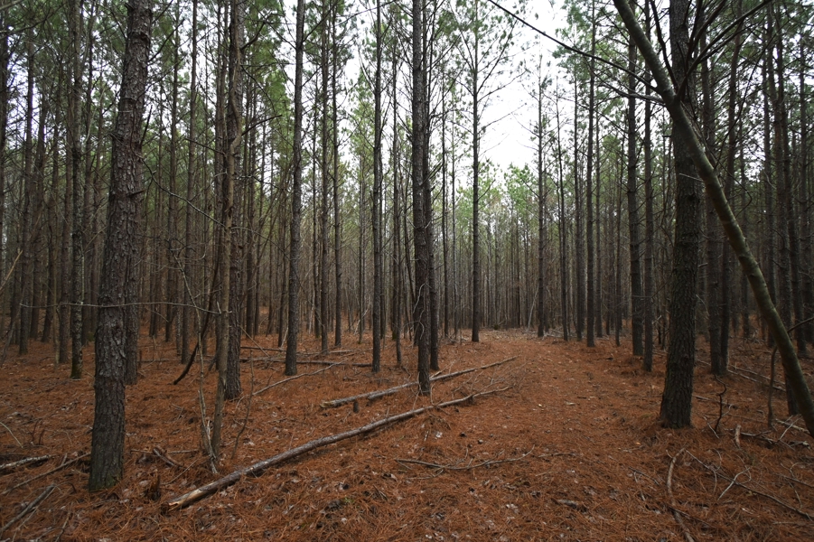 The "High Forest" Life: 5 Ways to Transform 20 Acres in Hohenwald, TN